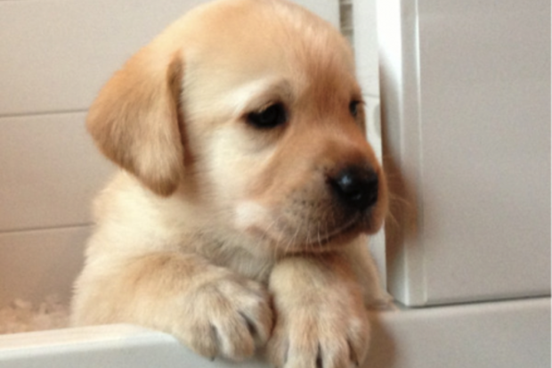 Things my dog taught me.