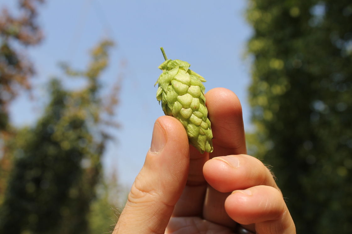 TOP OF THE HOPS