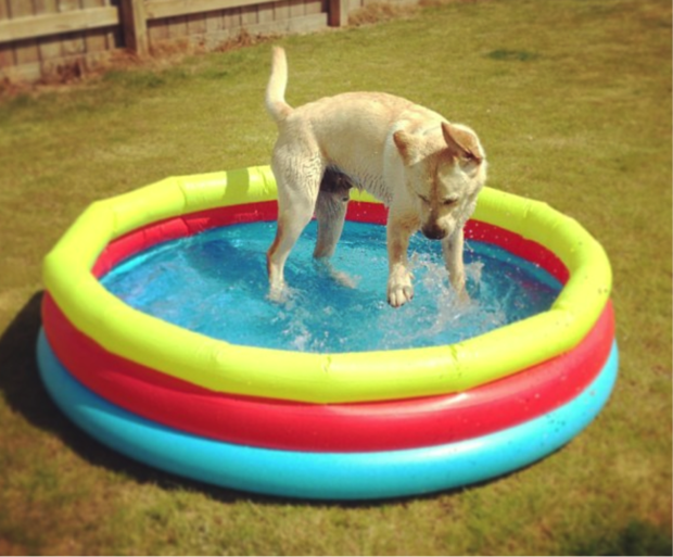 simcoe_pool_620